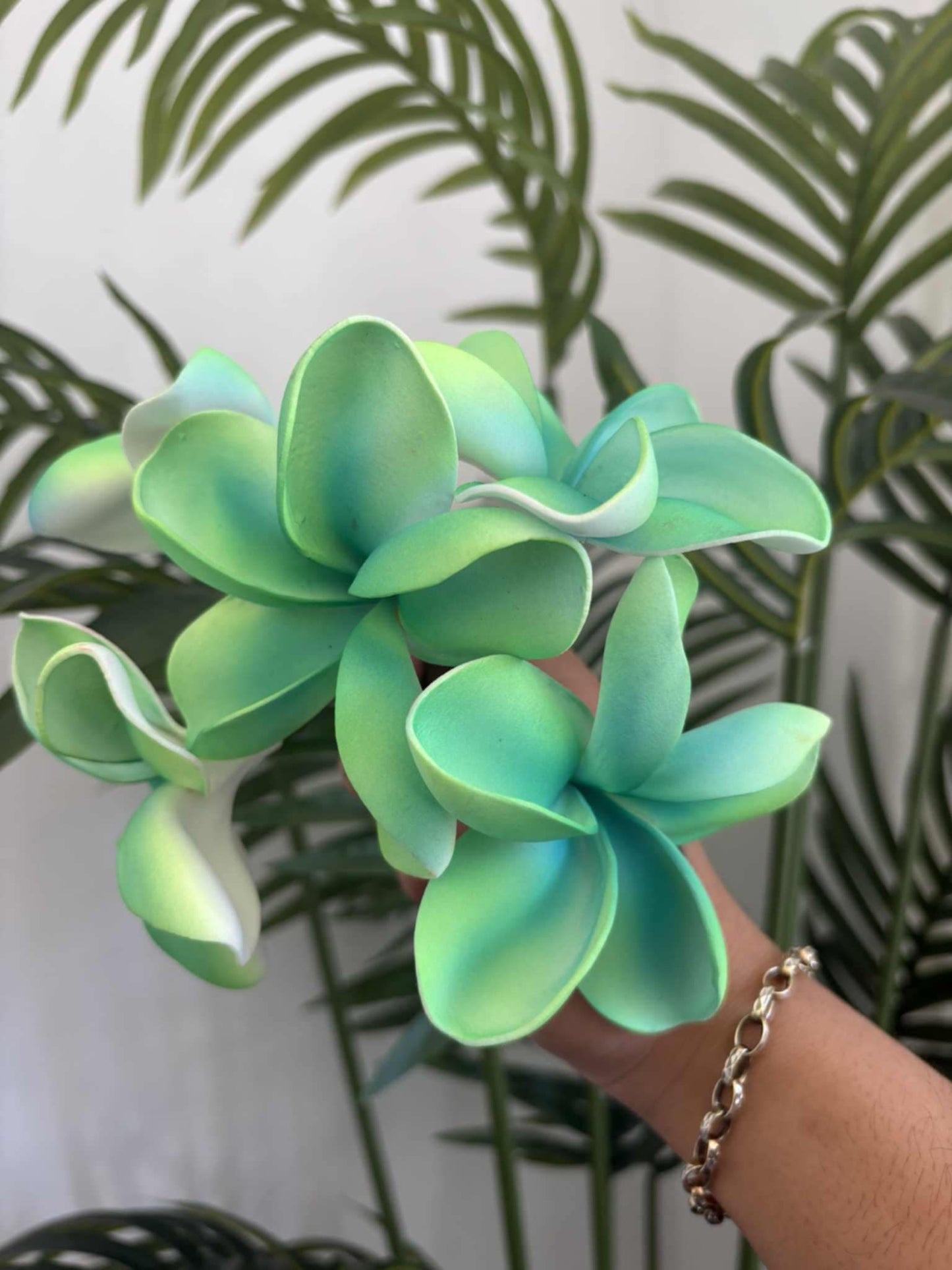 Plumeria sei (medium)