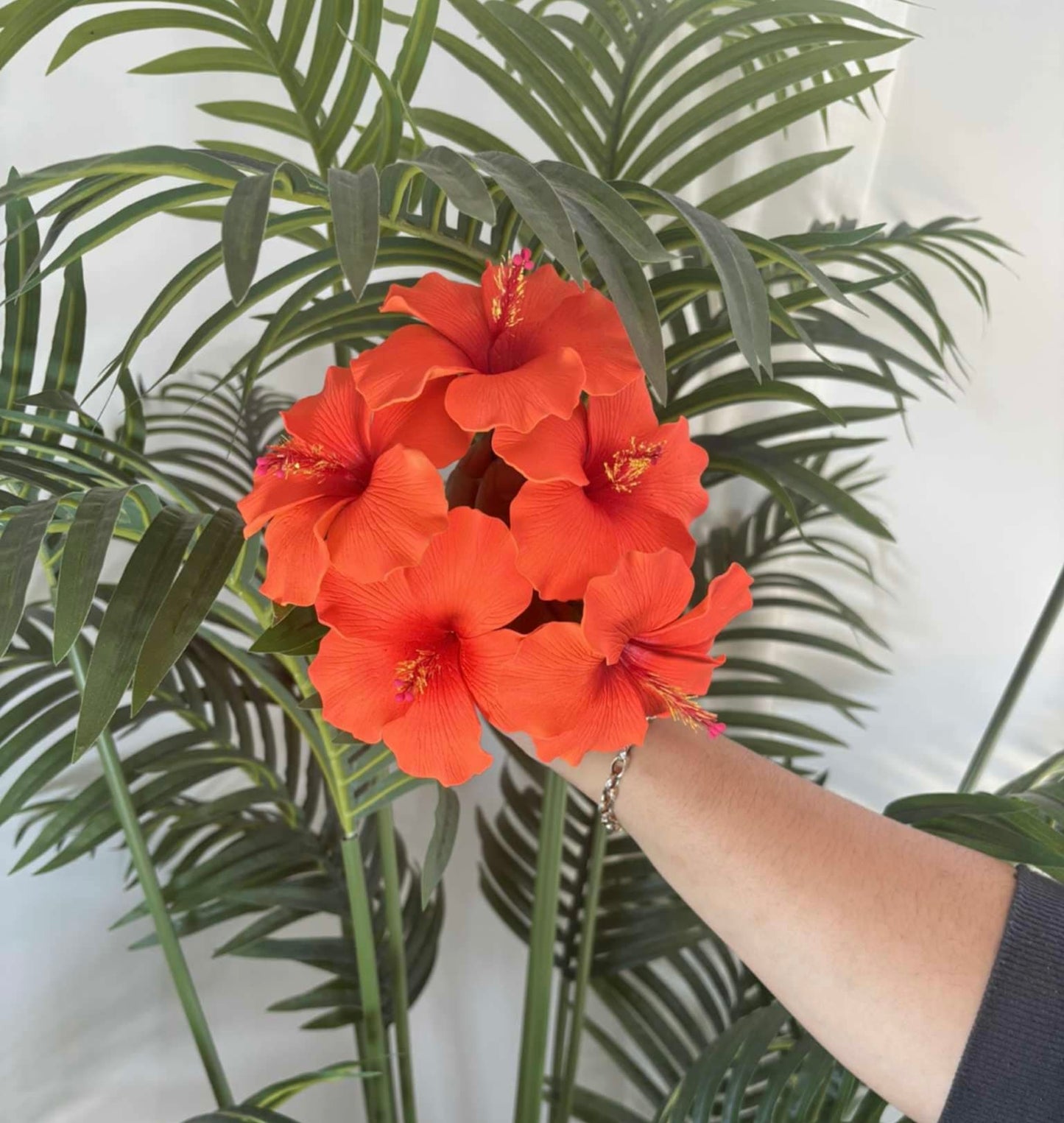 Hibiscus sei (medium)