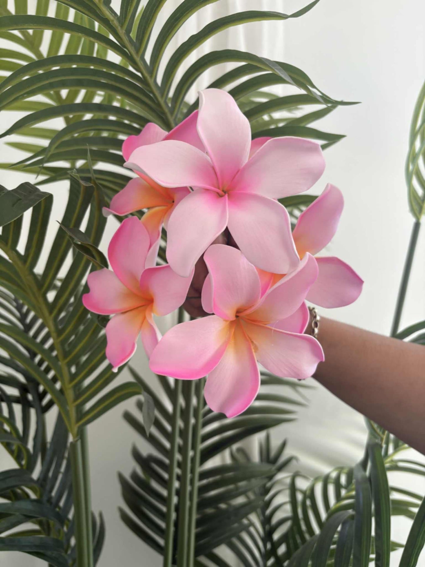 Plumeria sei (medium)