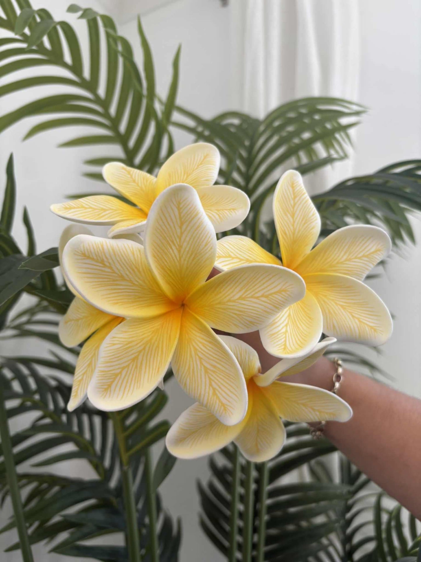 Plumeria sei (medium)