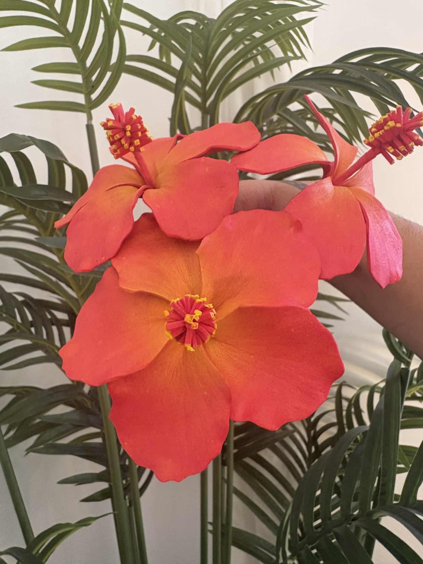 Hibiscus sei (medium)