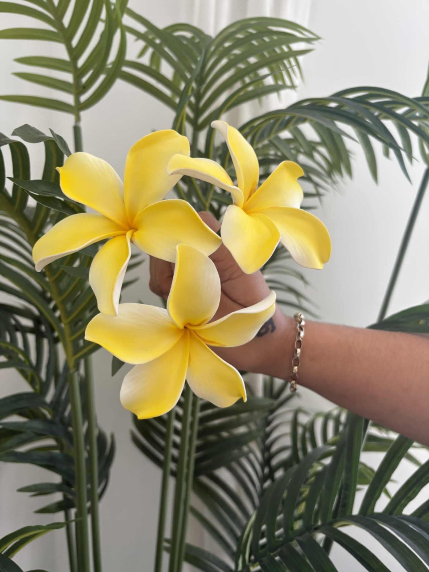 Plumeria sei (medium)