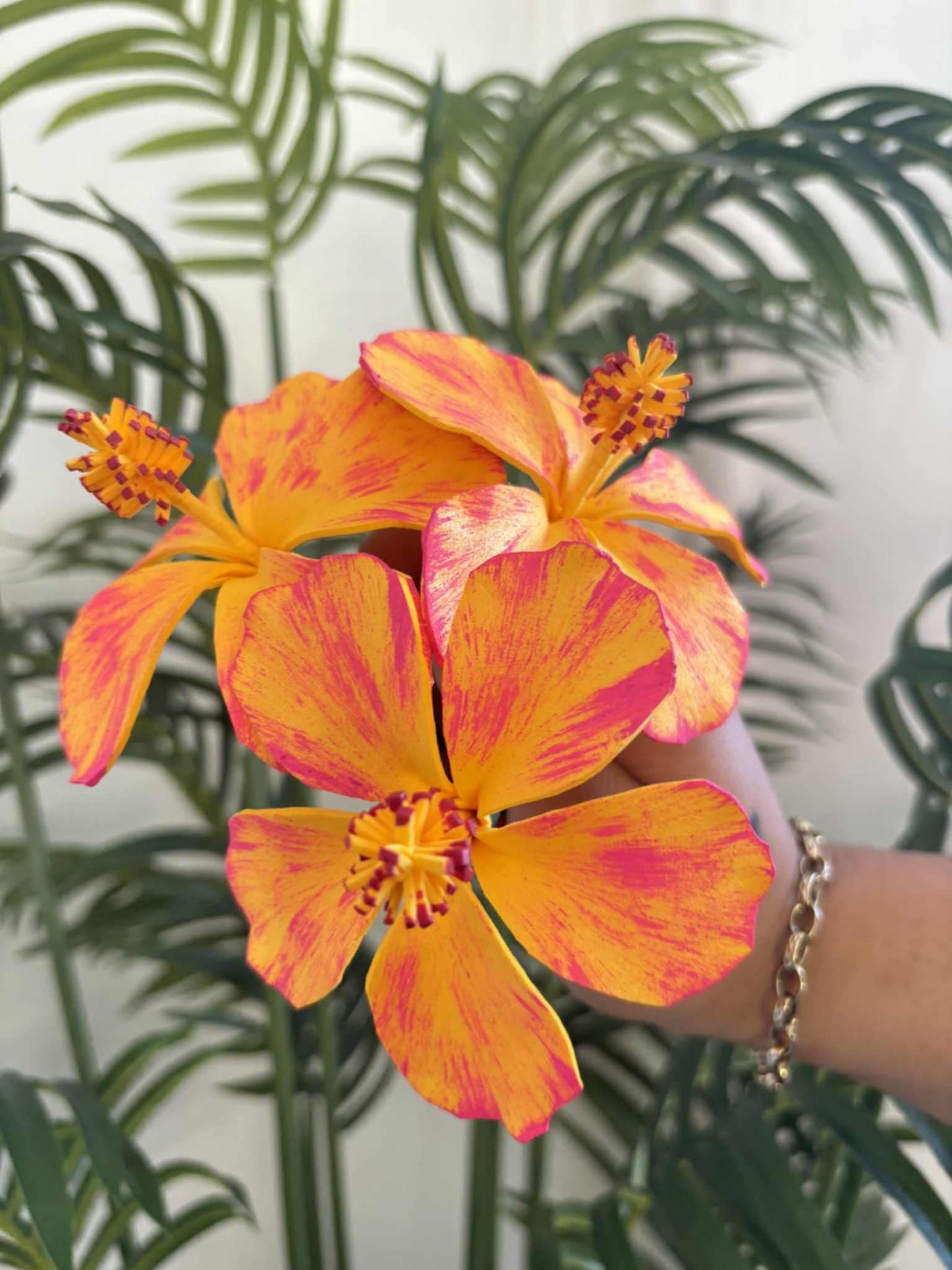 Hibiscus sei (medium)