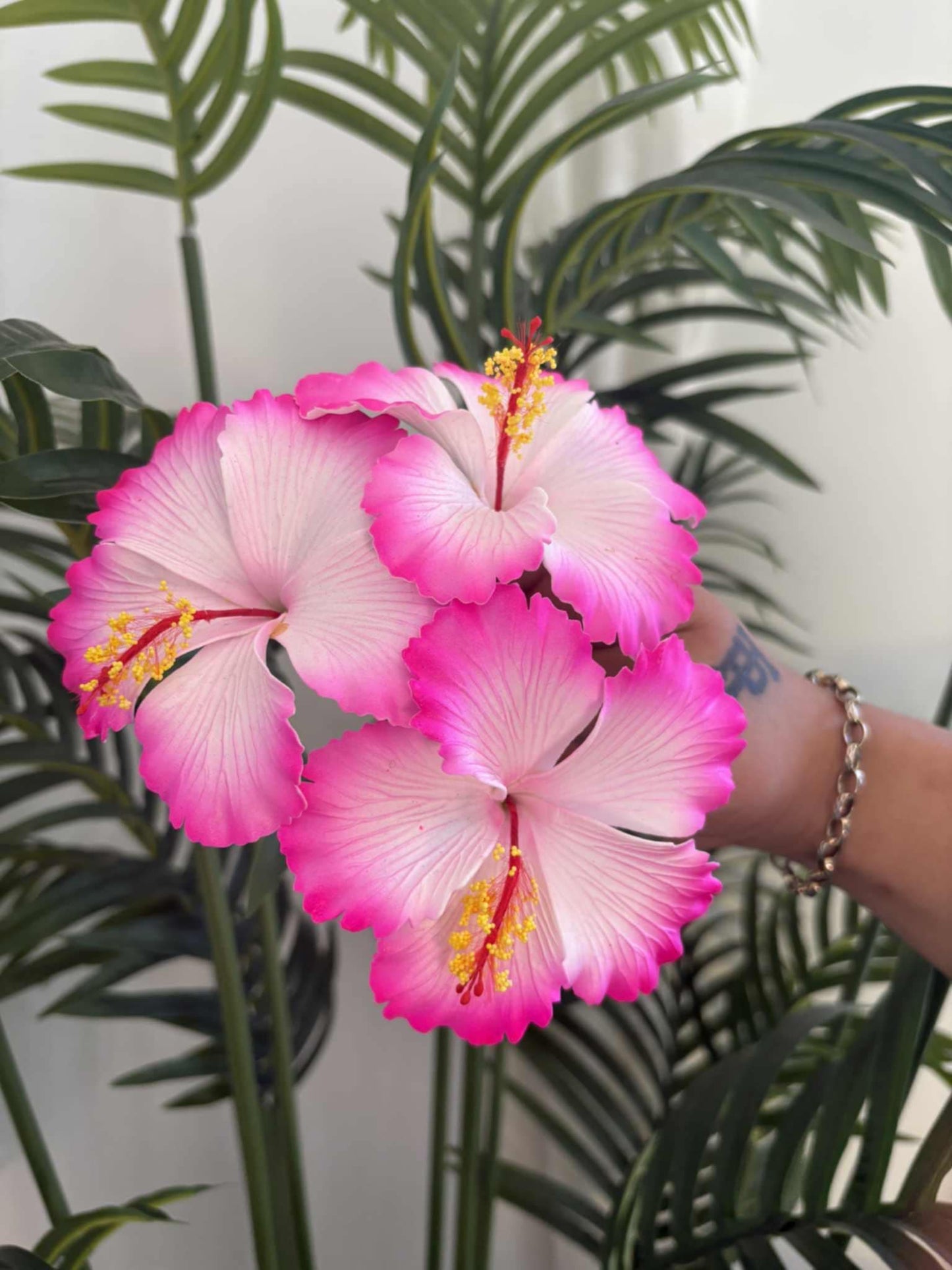 Hibiscus sei (medium)