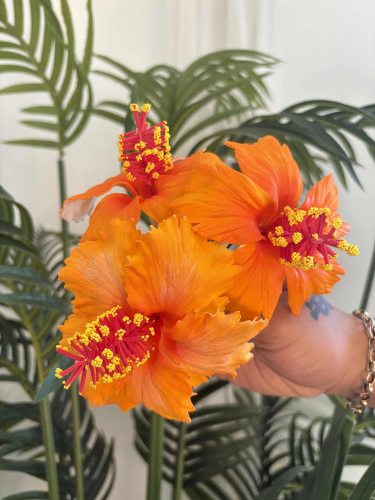 Hibiscus sei (medium)