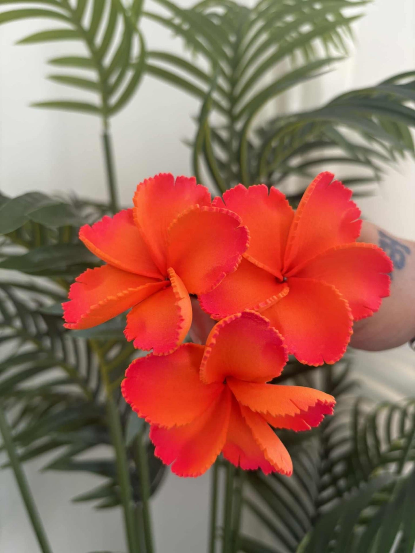 Plumeria sei (small)