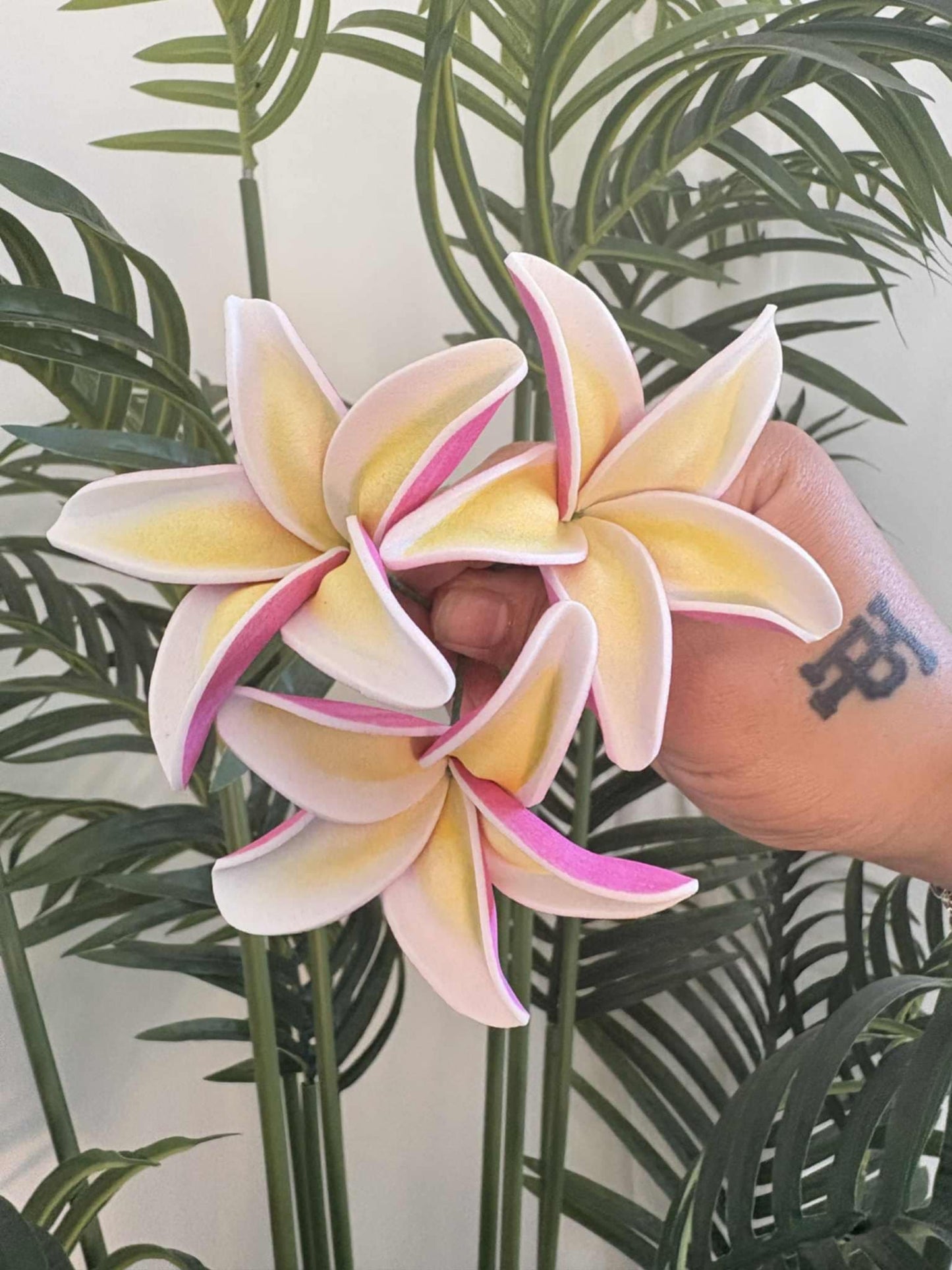 Plumeria sei (small)