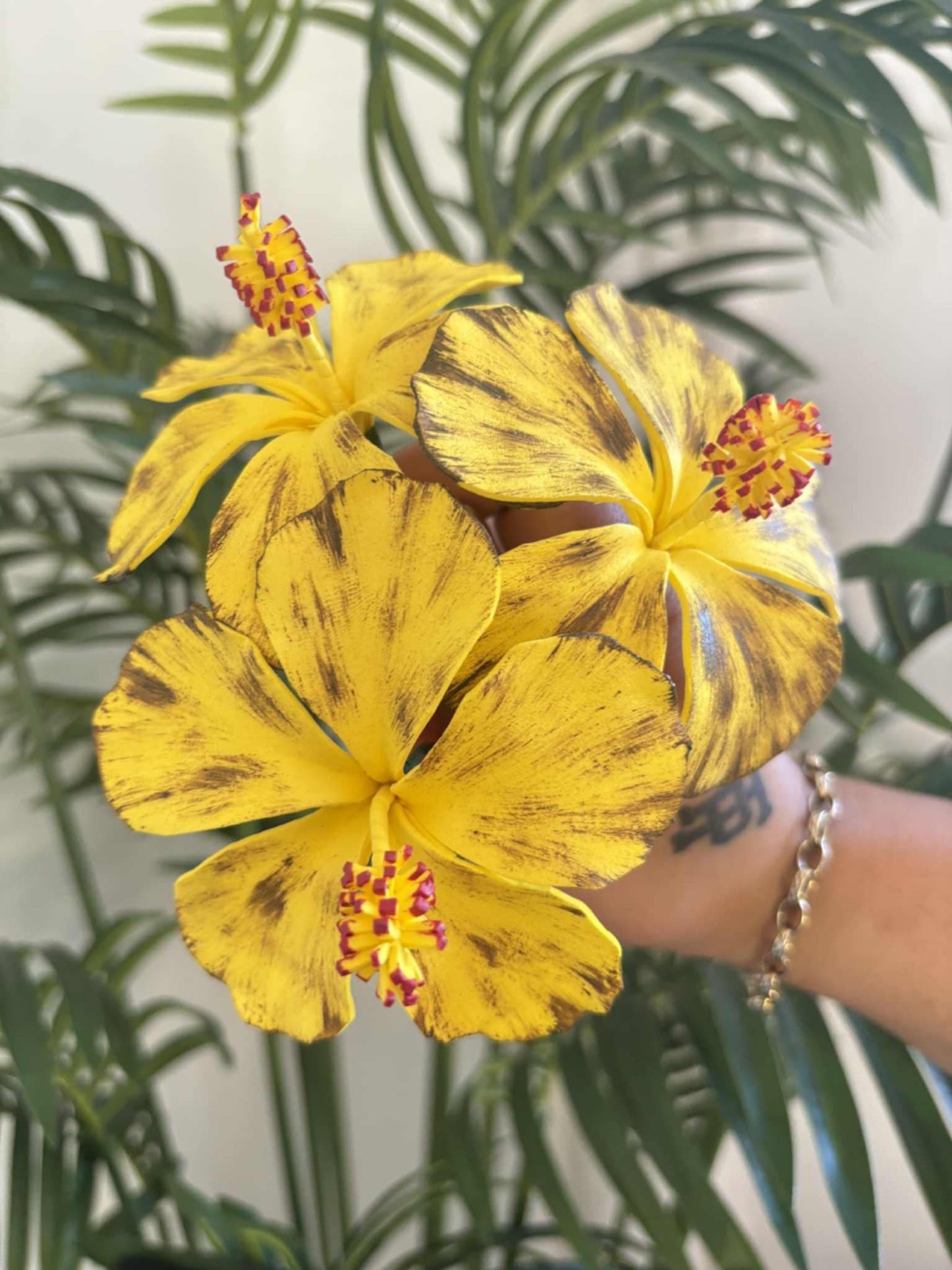 Hibiscus sei (medium)