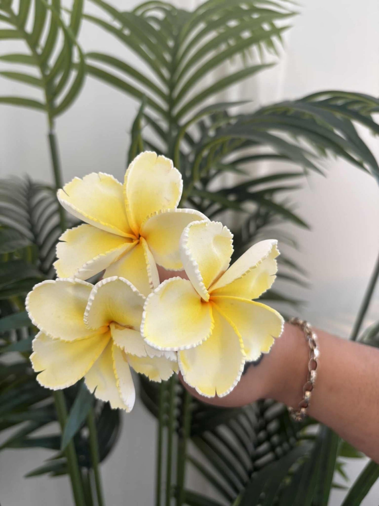 Plumeria sei (small)