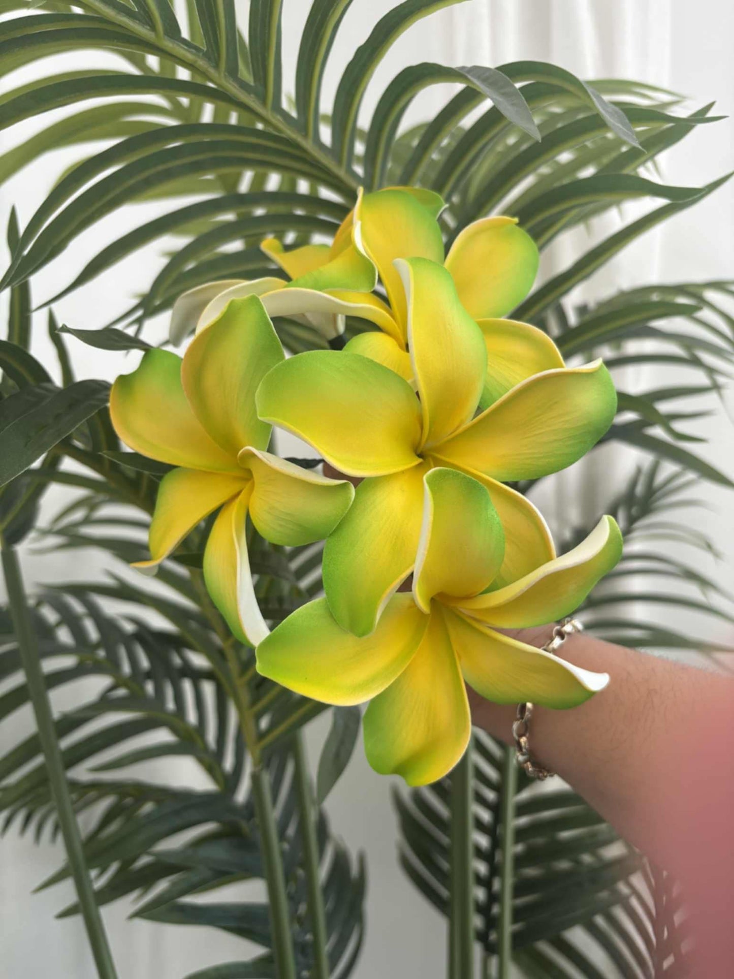 Plumeria sei (medium)
