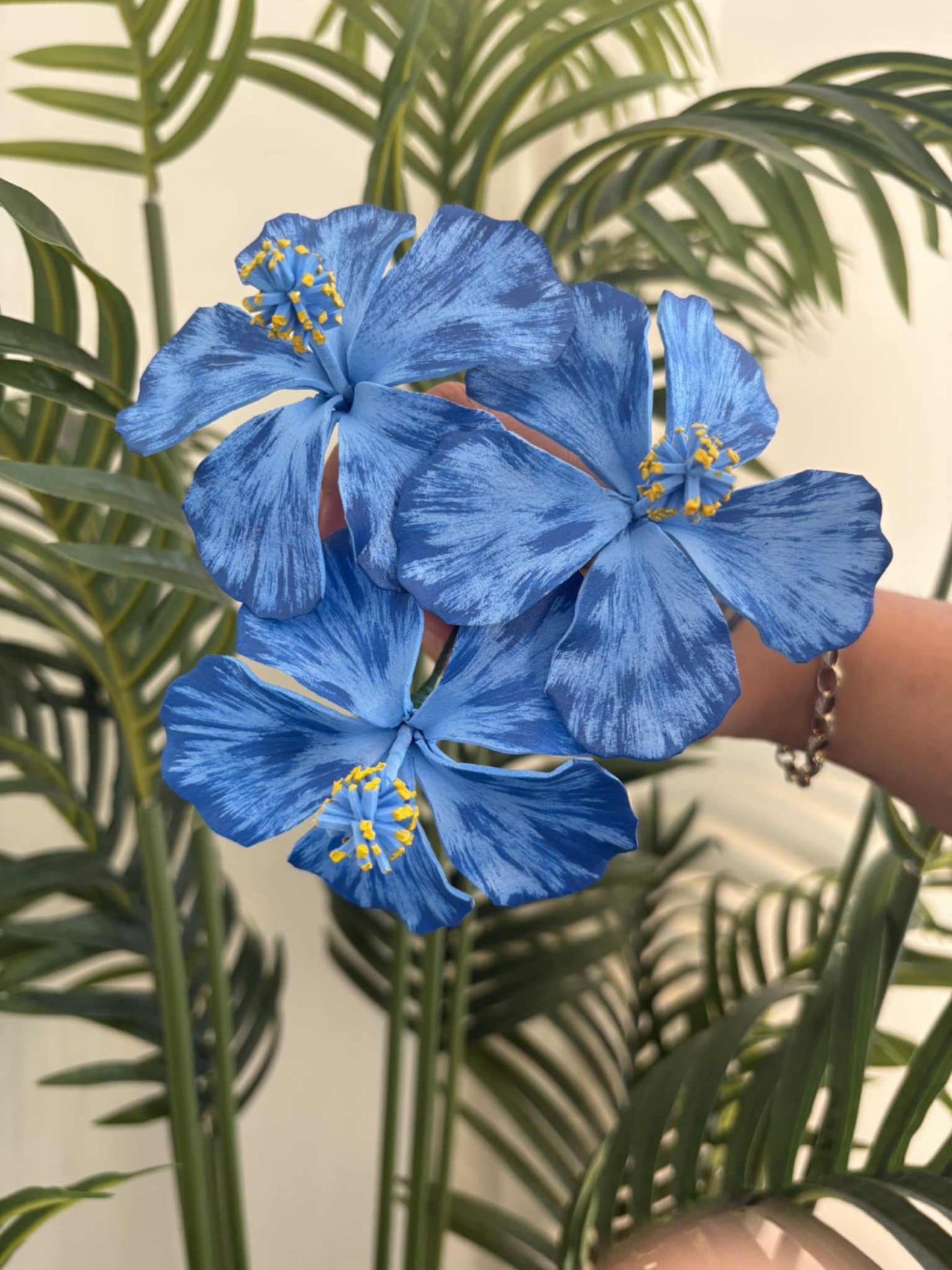 Hibiscus sei (medium)