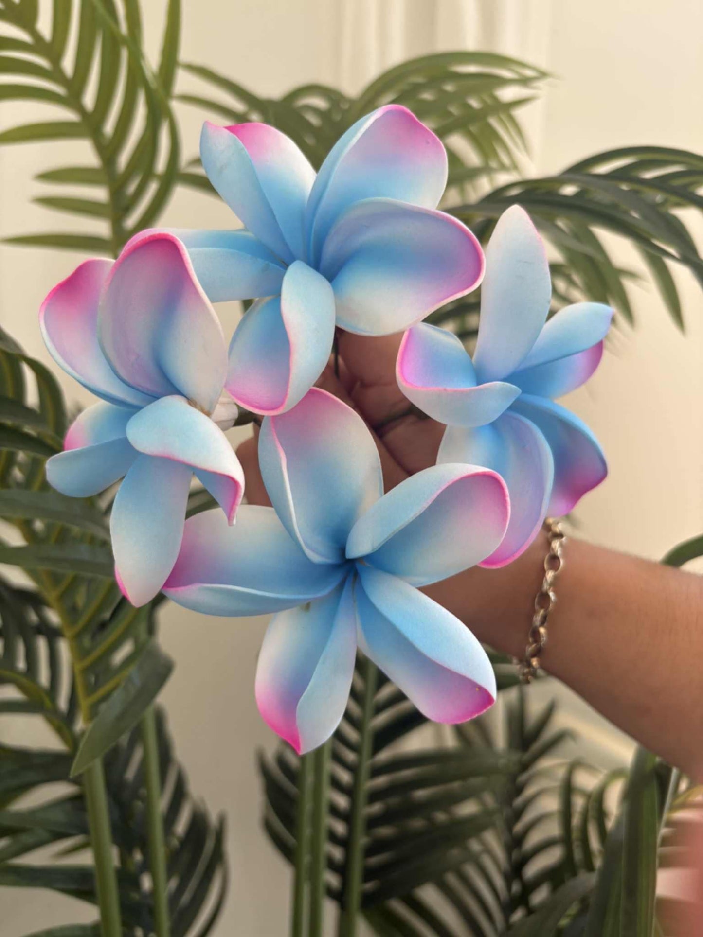 Plumeria sei (medium)