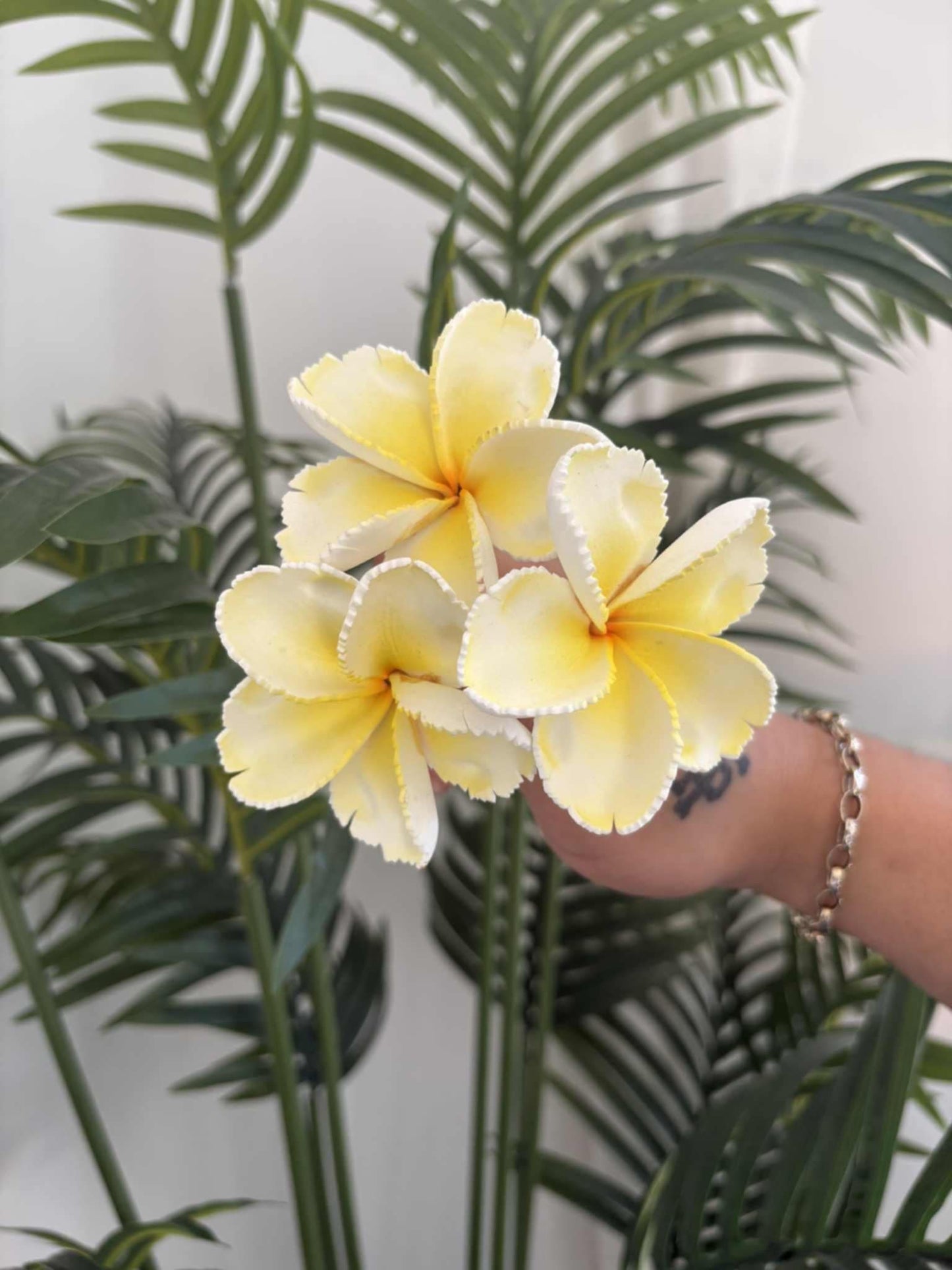 Plumeria sei (small)