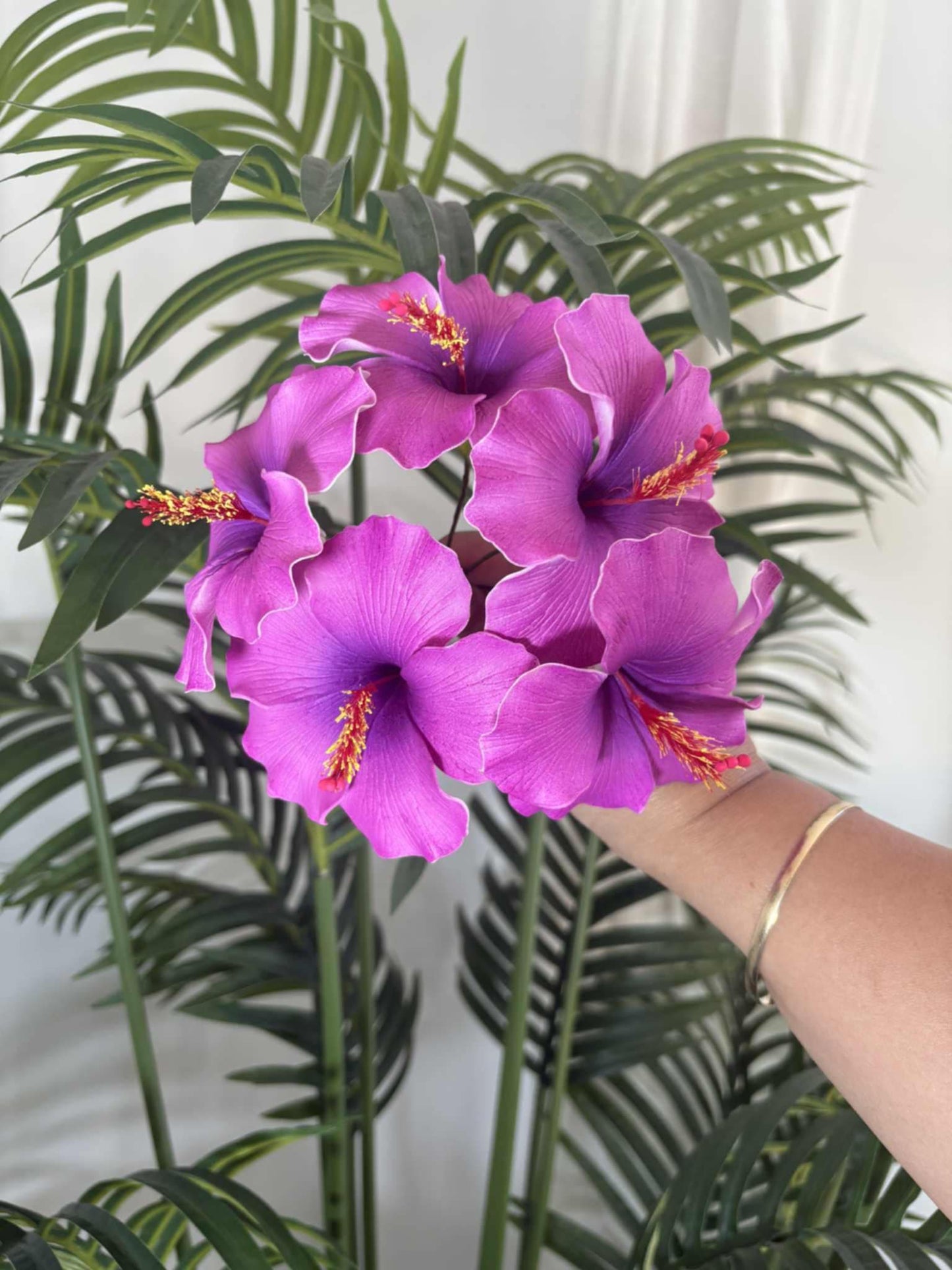 Hibiscus sei (medium)