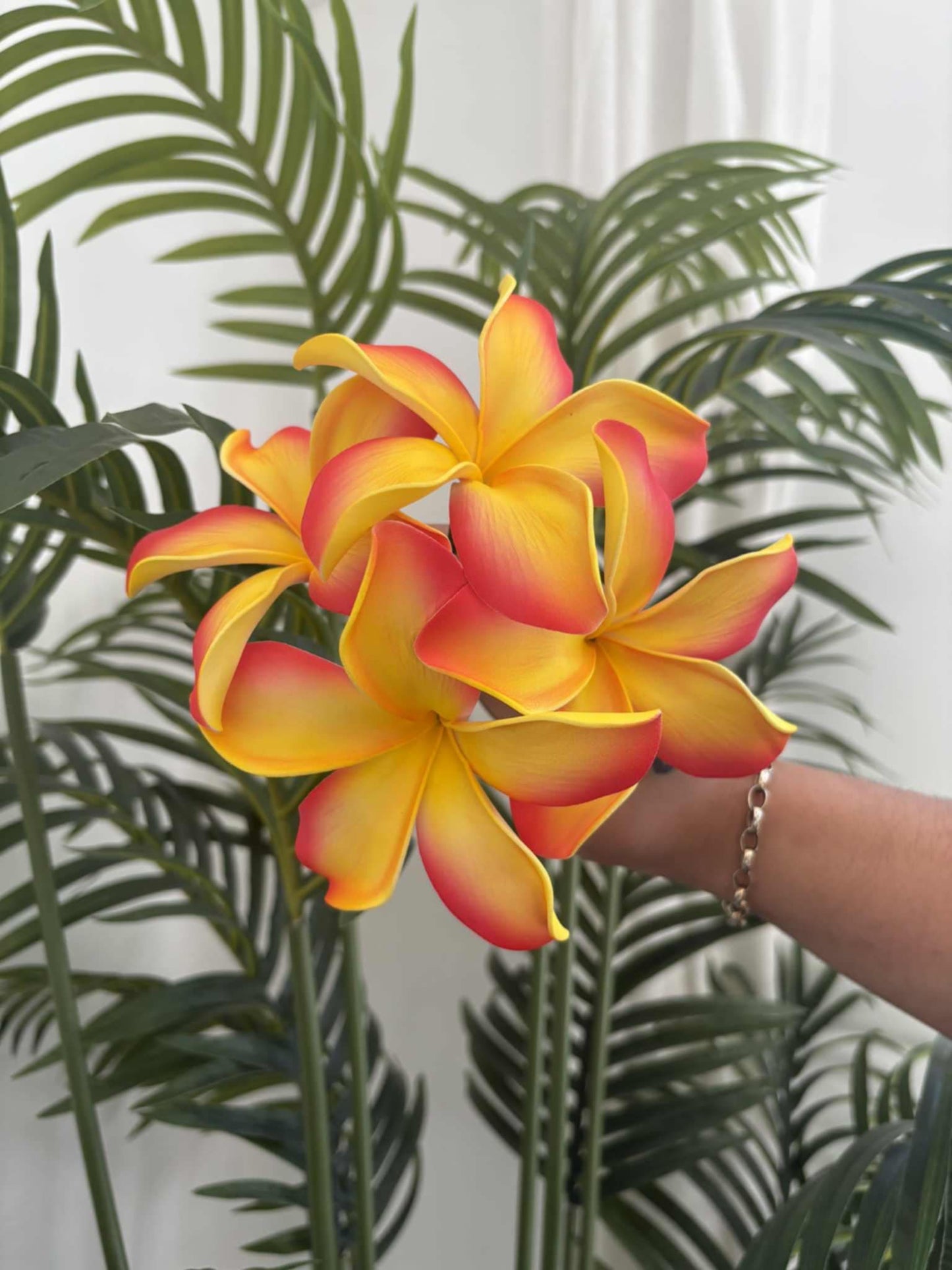 Plumeria sei (medium)