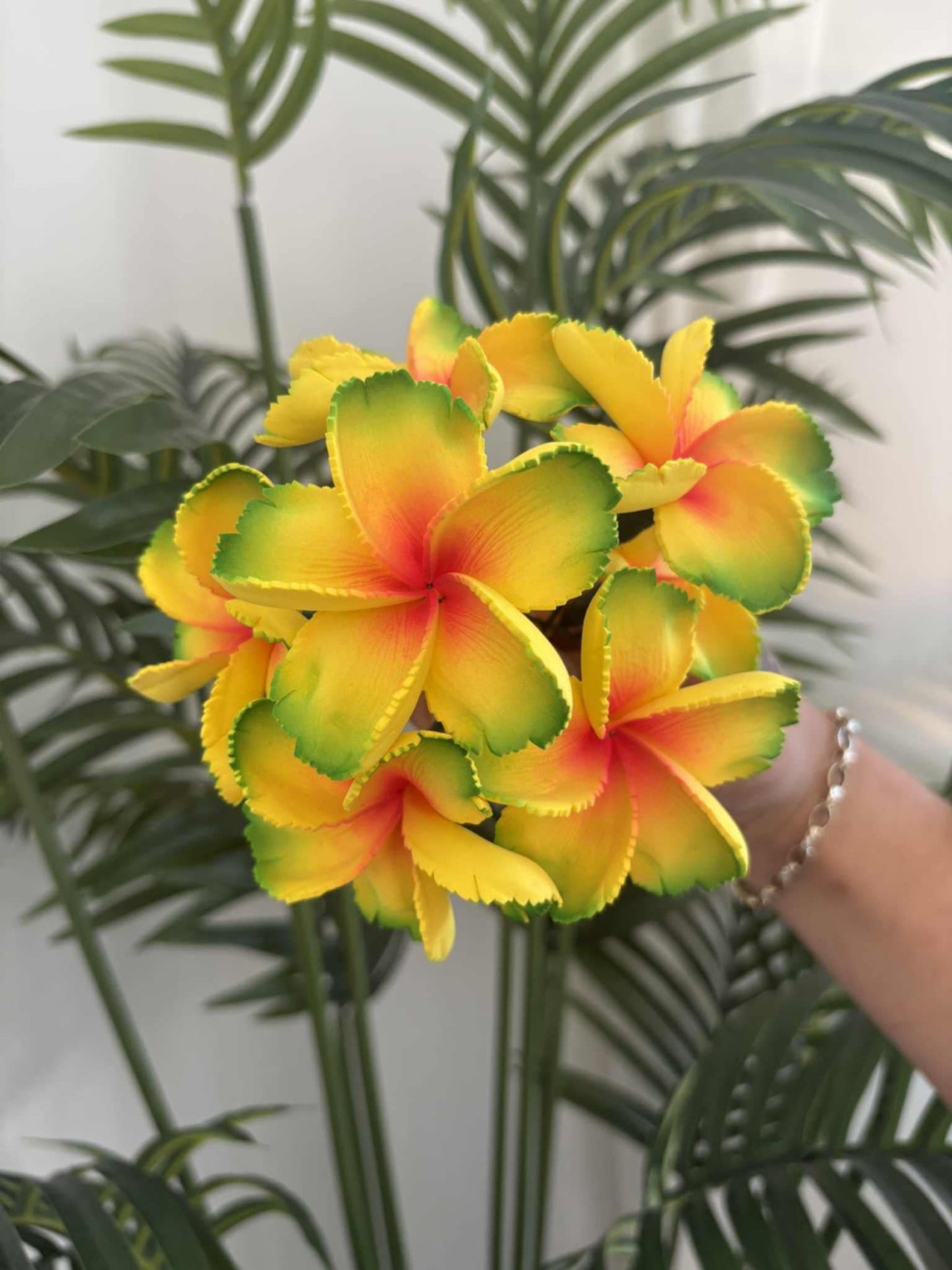 Plumeria sei (small)