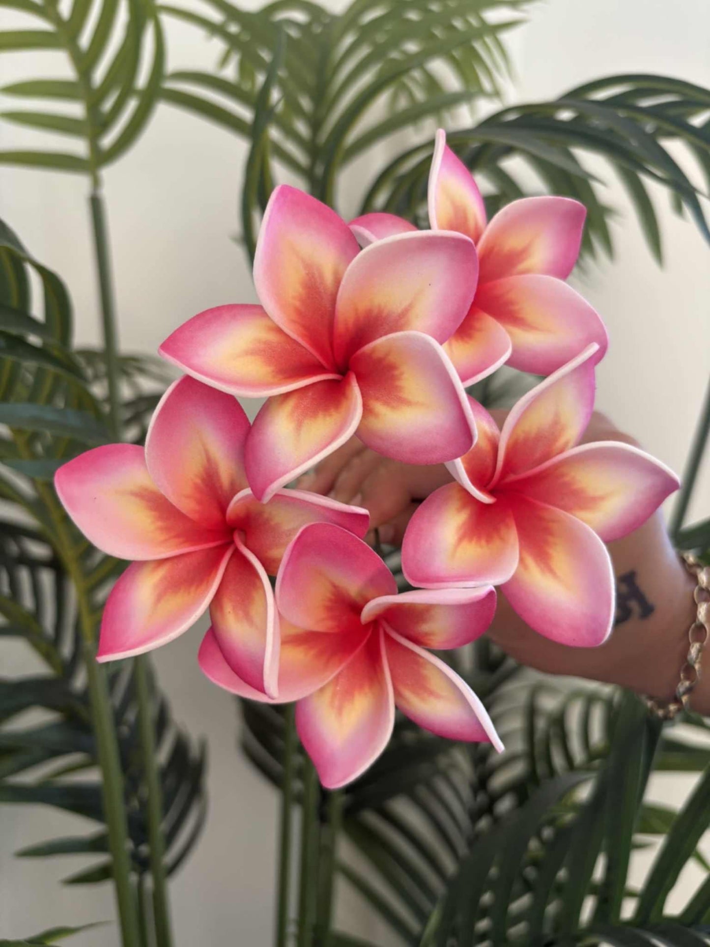 Plumeria sei (small)