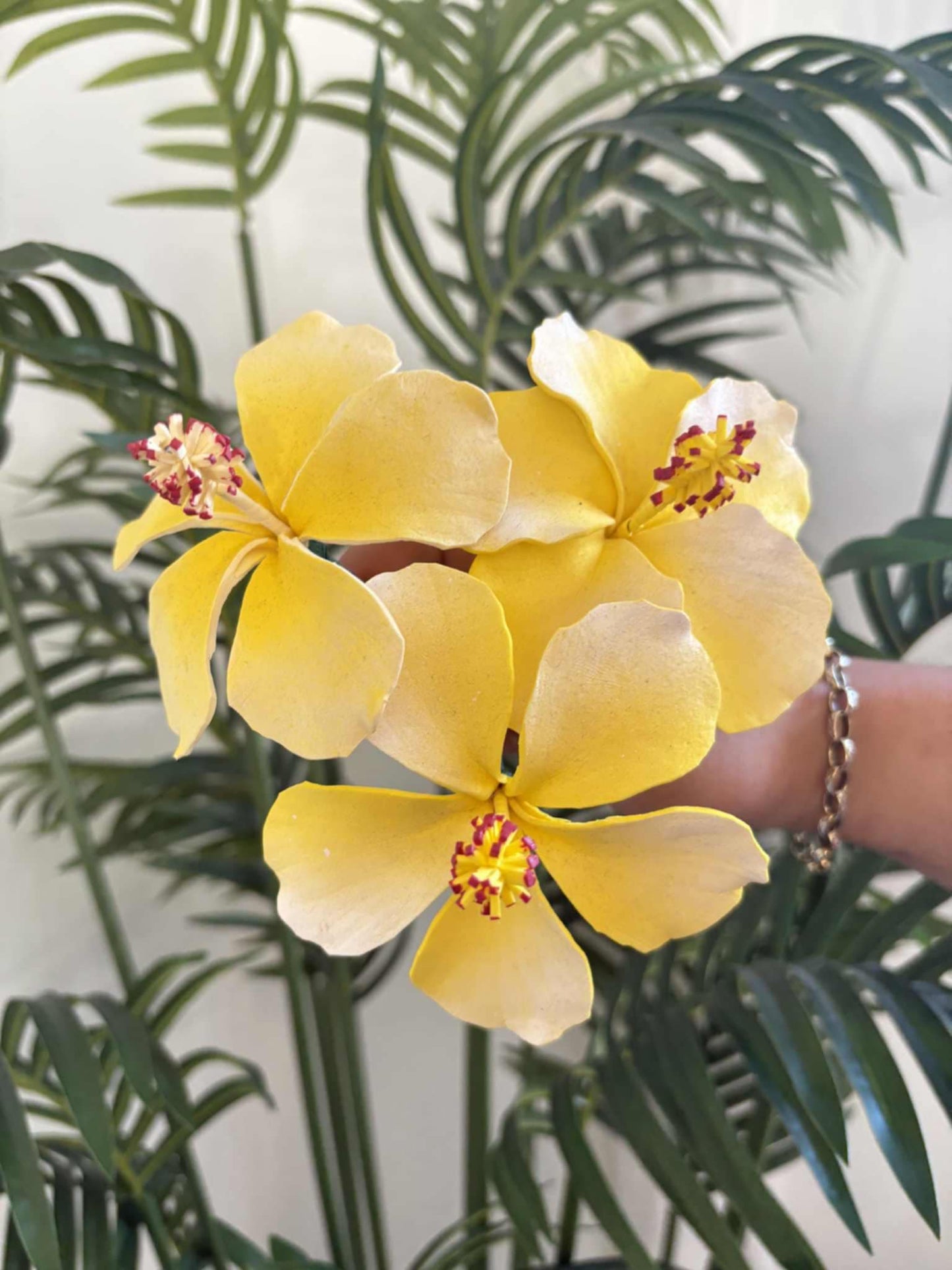 Hibiscus sei (medium)