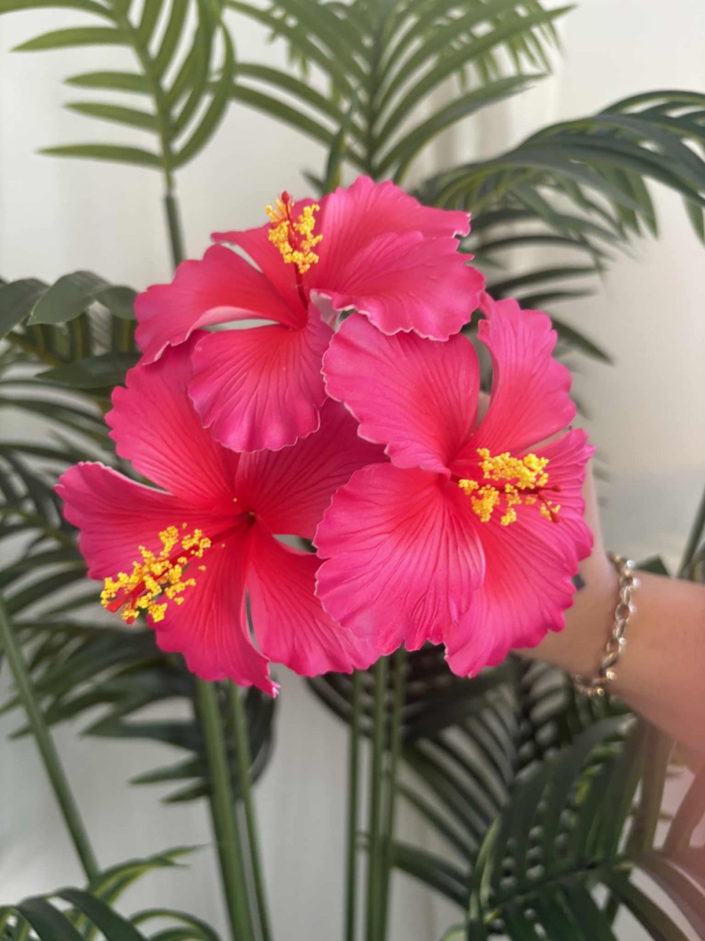 Hibiscus sei (medium)