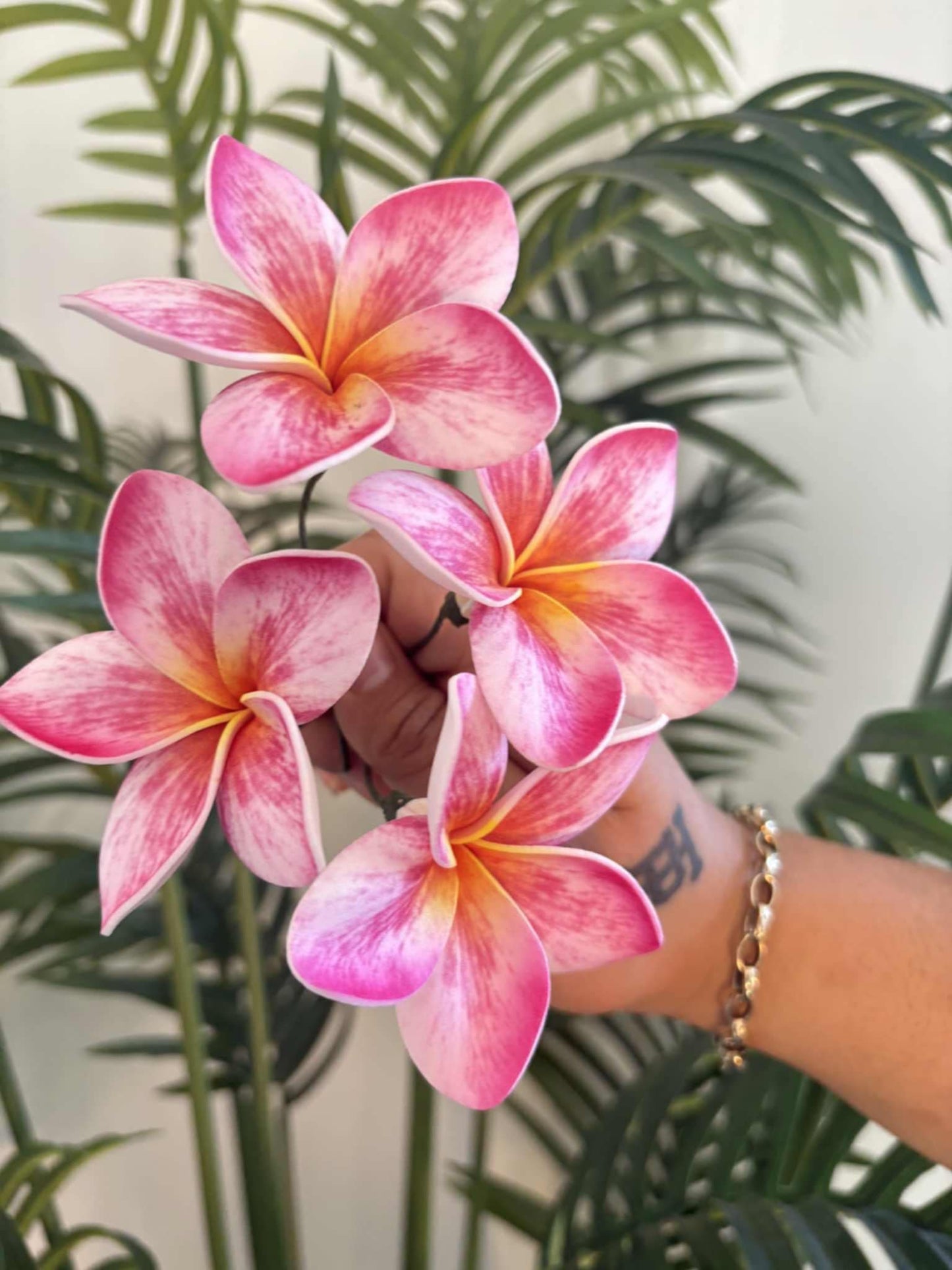 Plumeria sei (small)