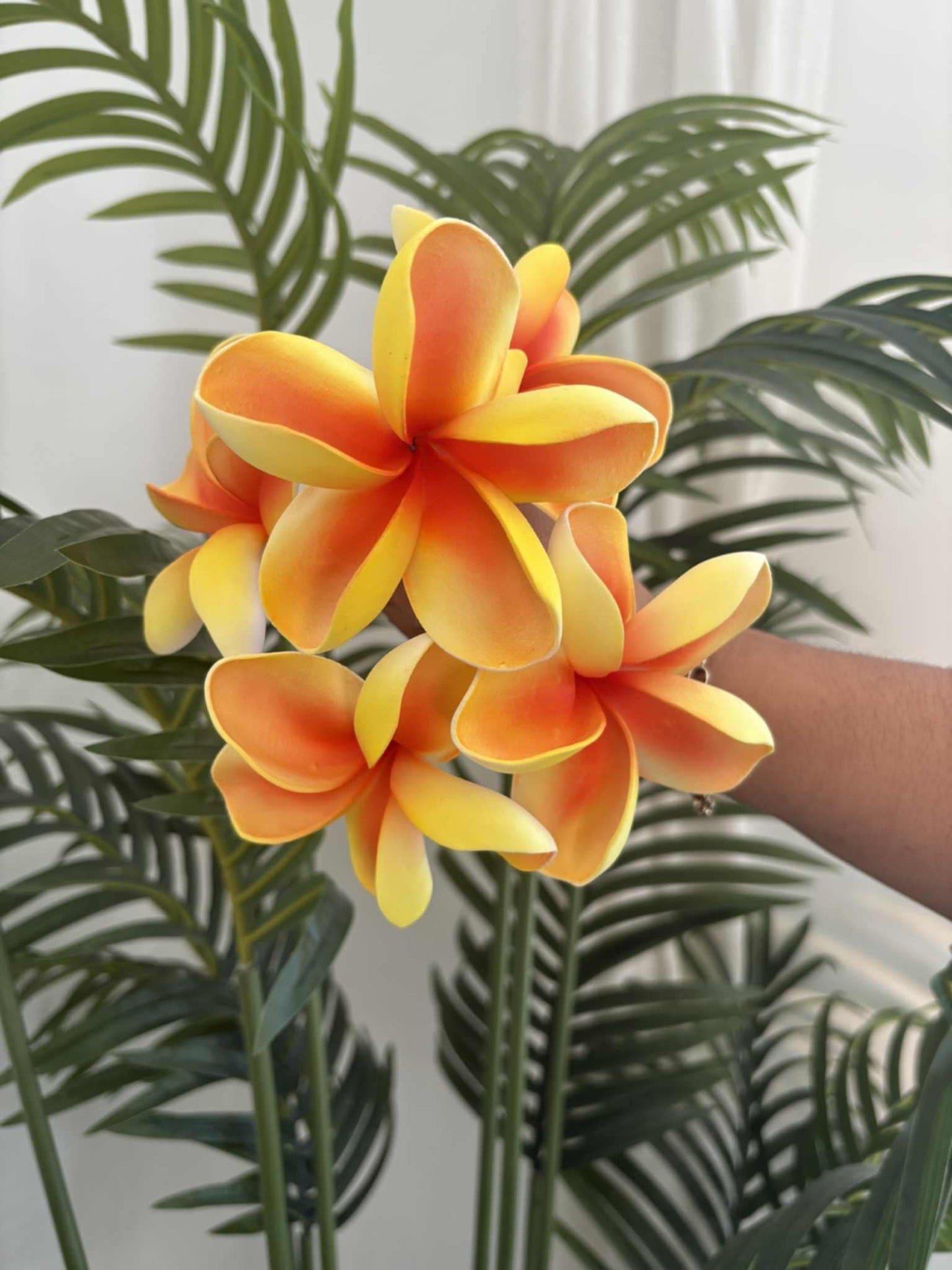 Plumeria sei (medium)