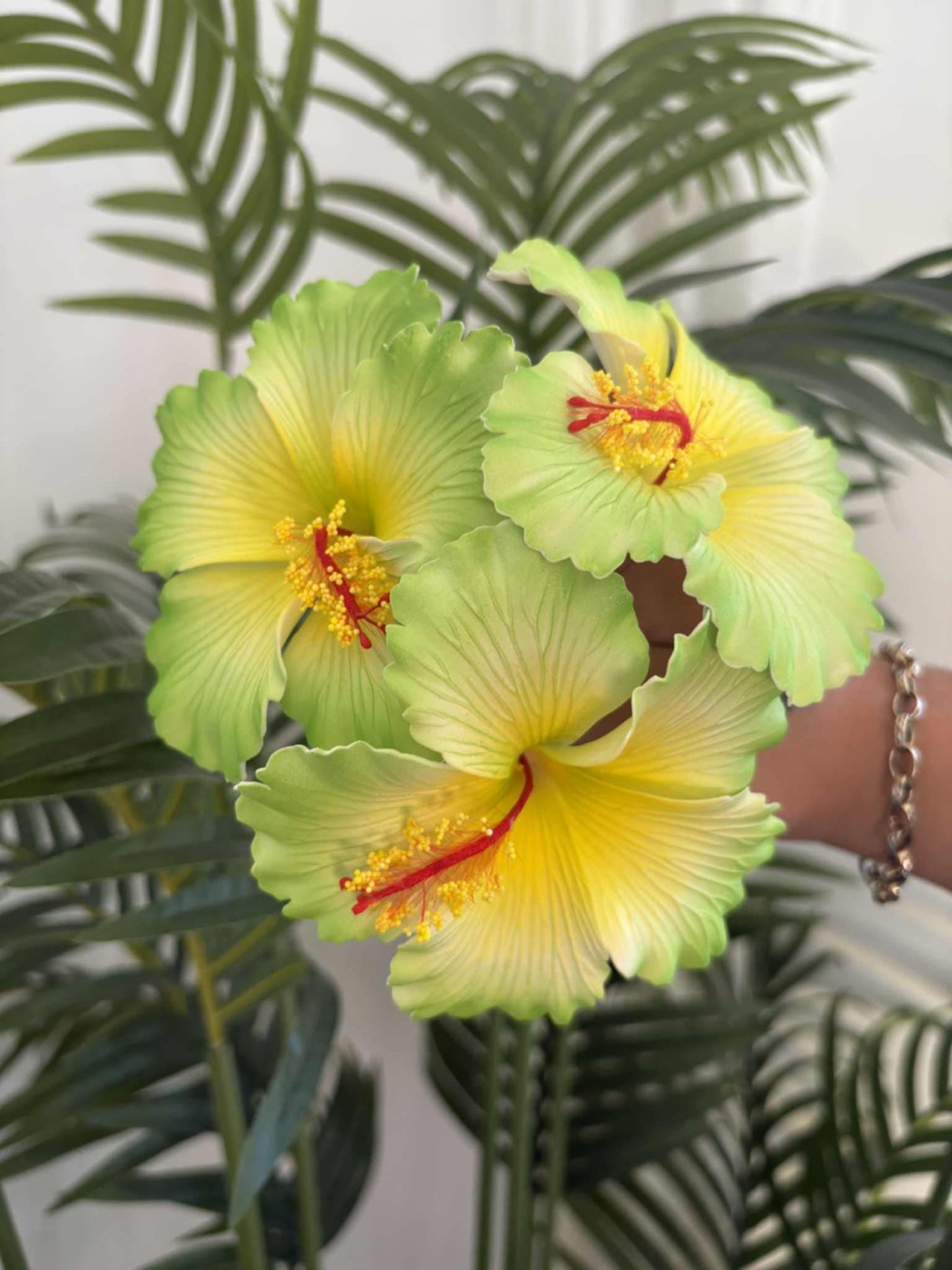 Hibiscus sei (medium)
