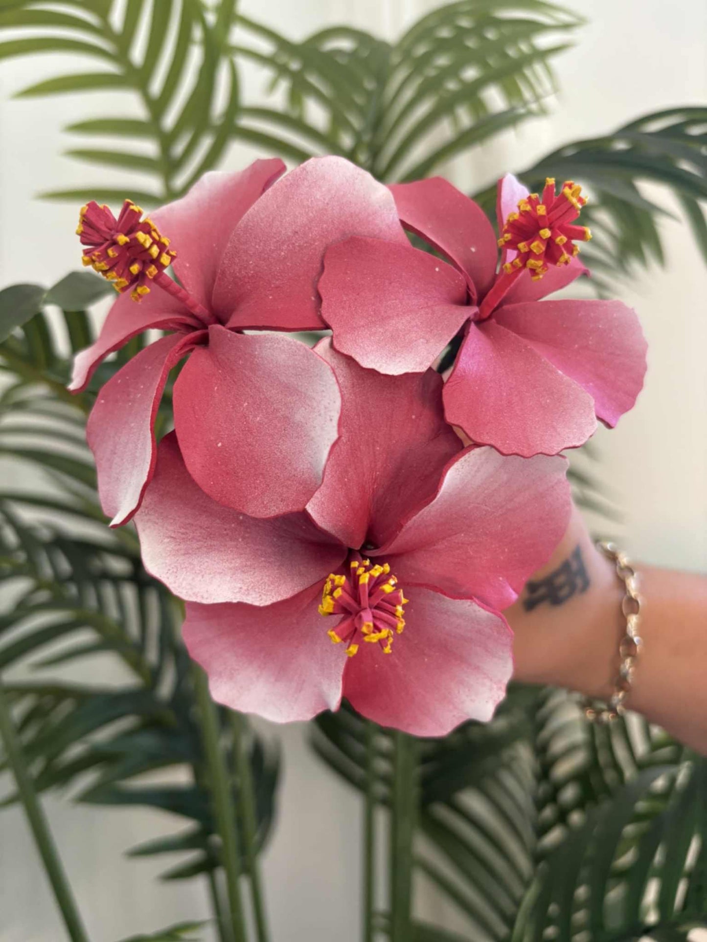 Hibiscus sei (medium)