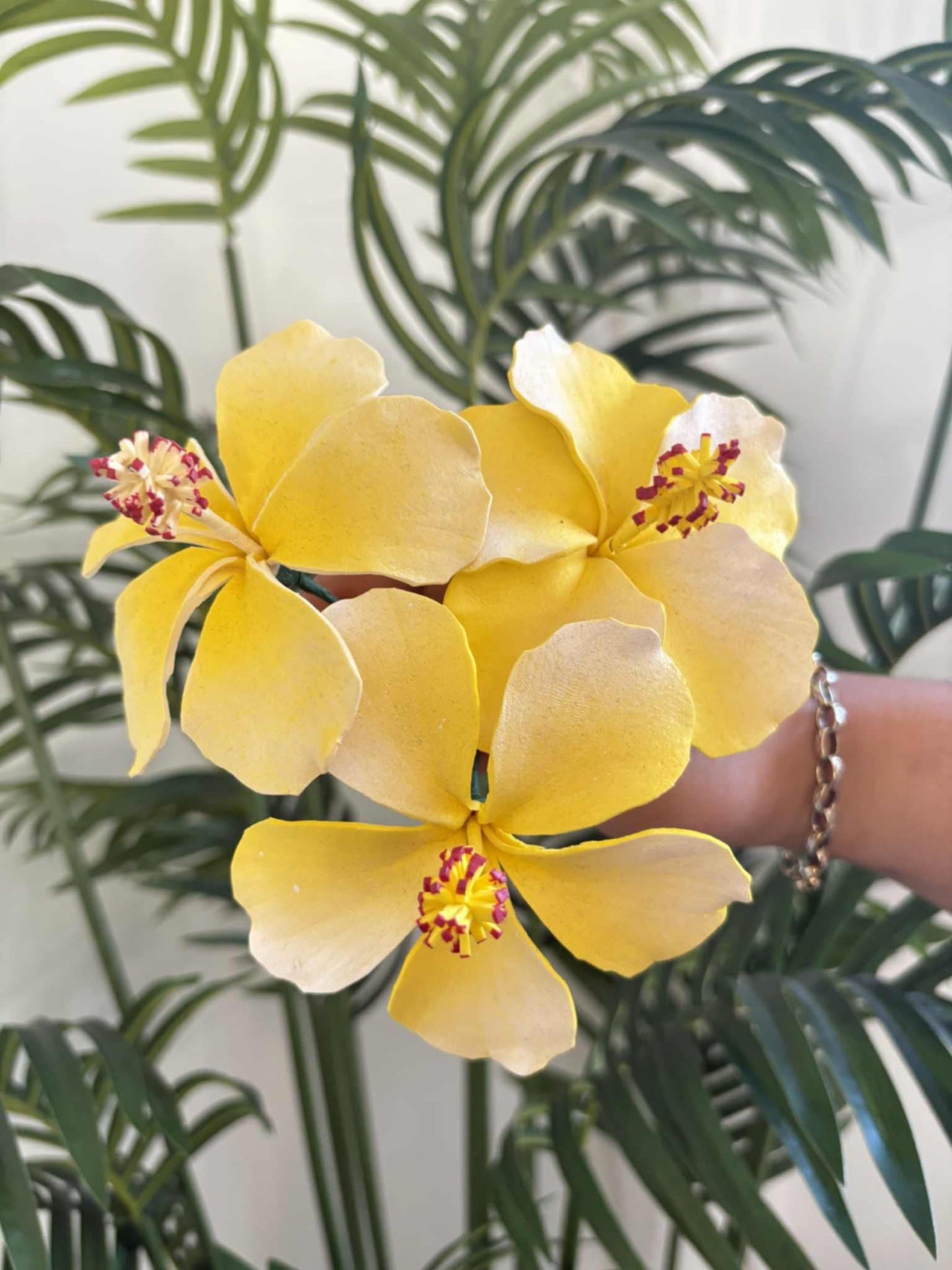 Hibiscus sei (medium)