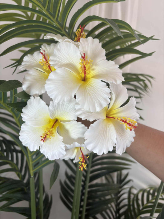 Hibiscus sei (medium)