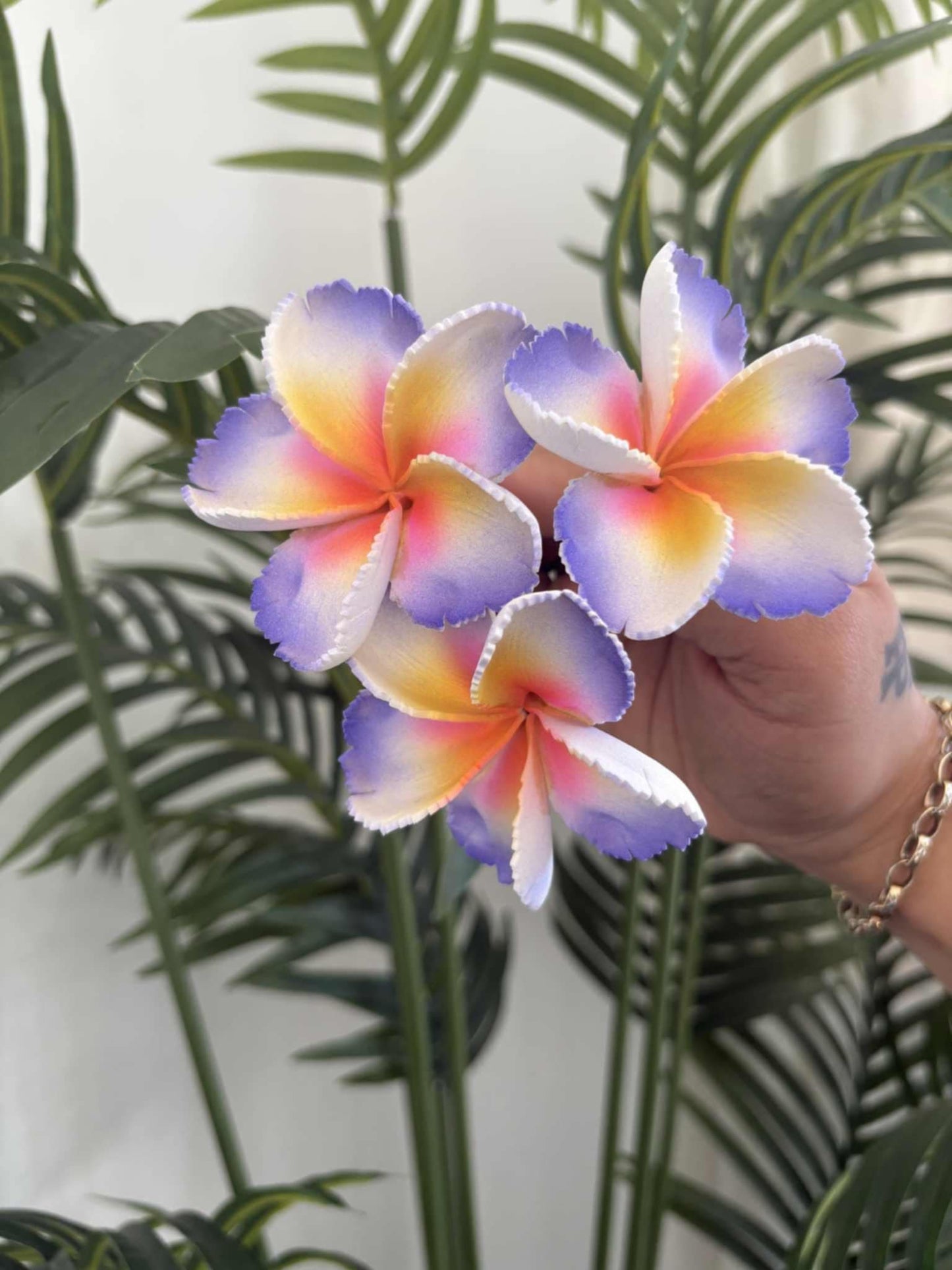 Plumeria sei (small)