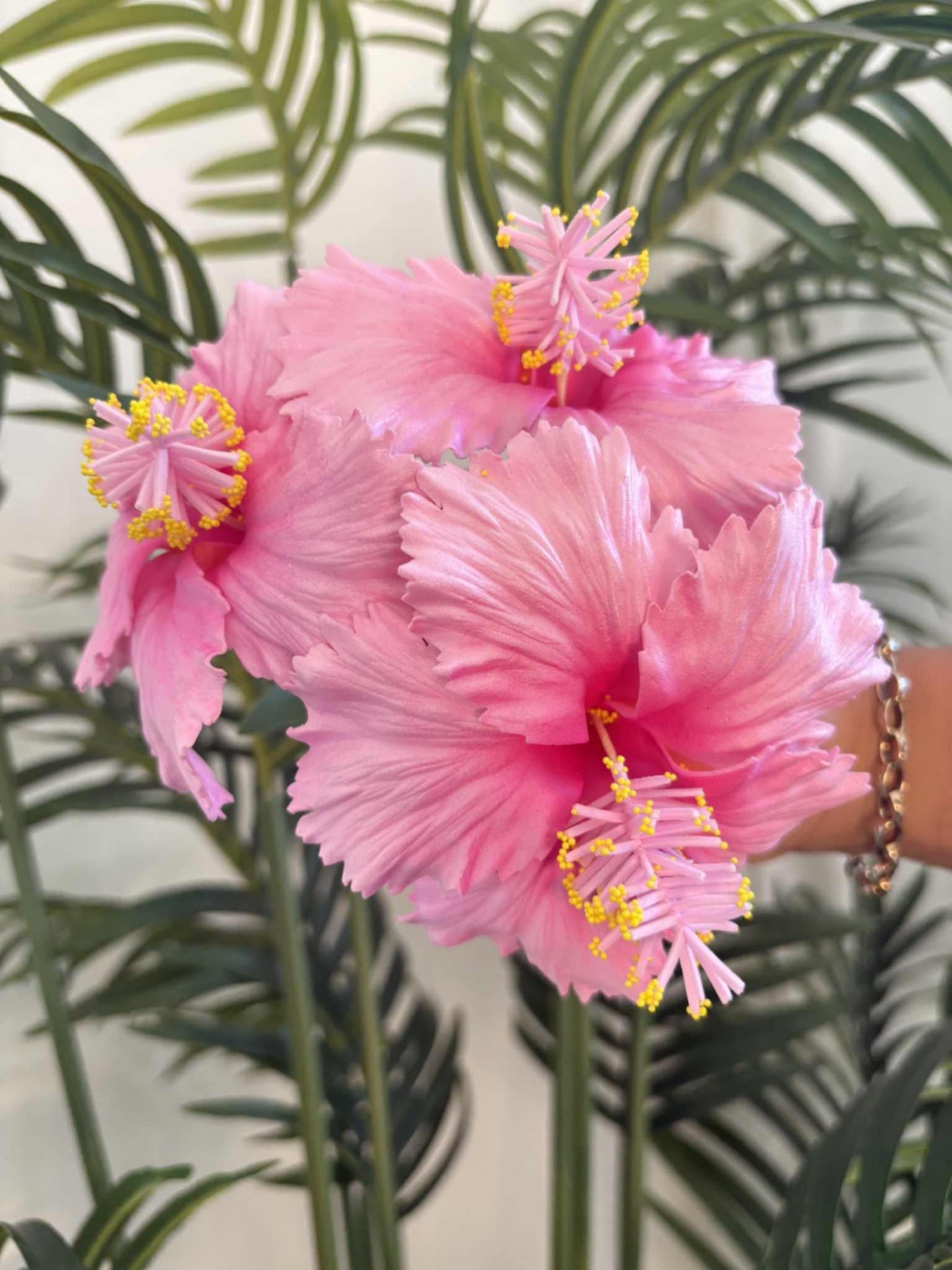 Hibiscus sei (medium)