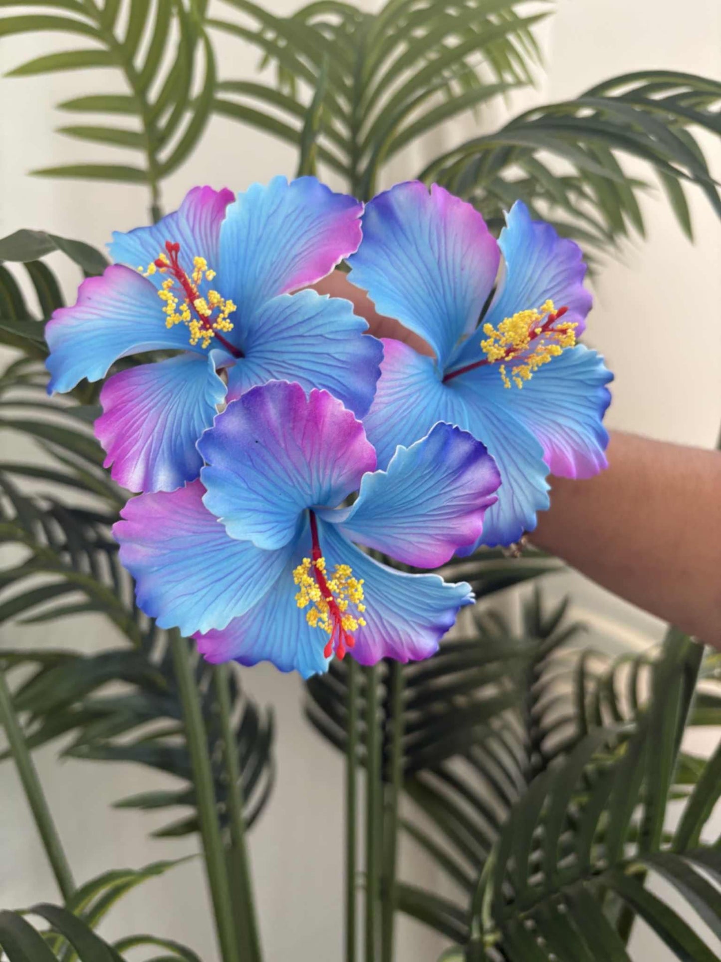 Hibiscus sei (medium)