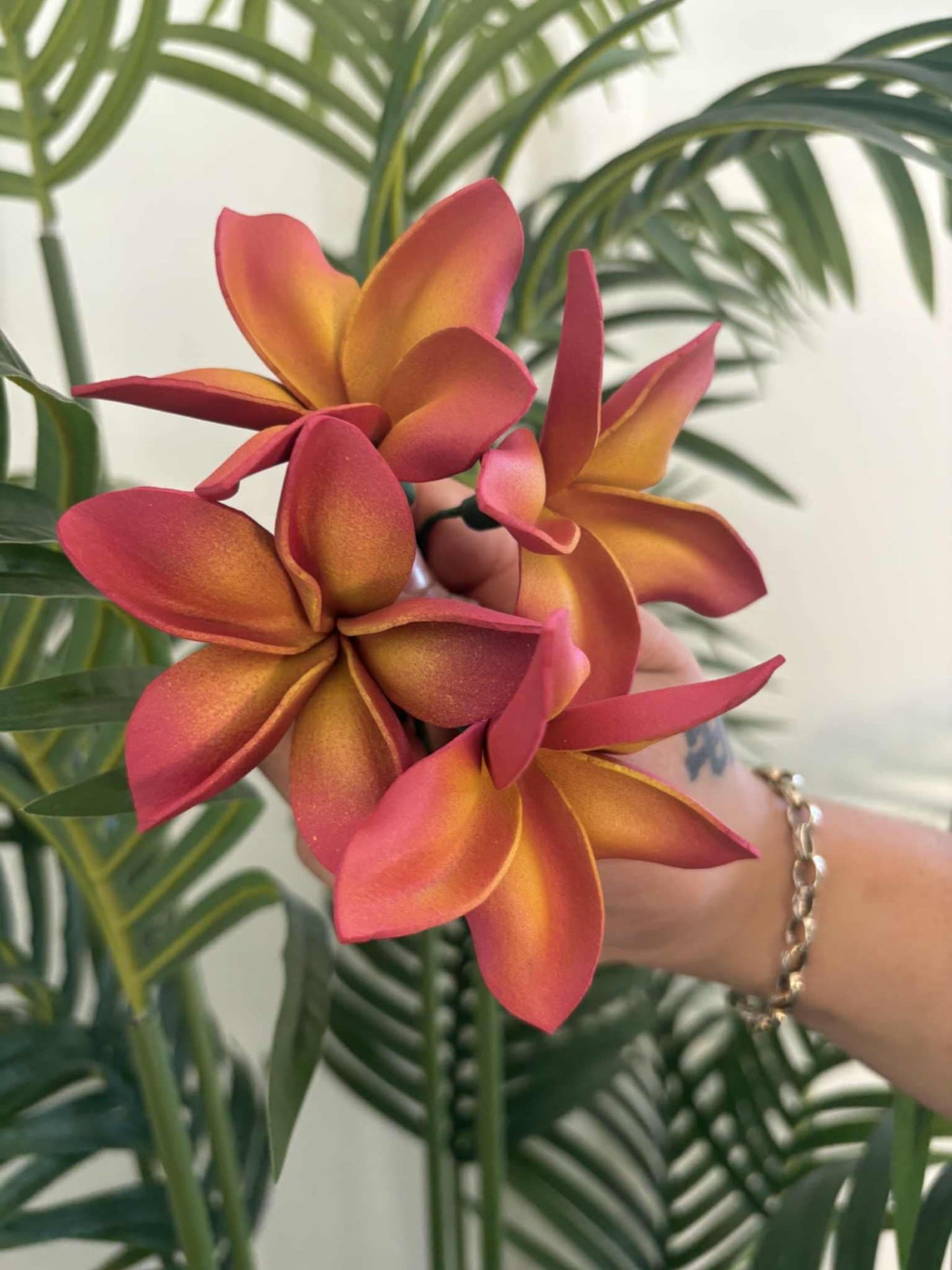 Plumeria sei (small)