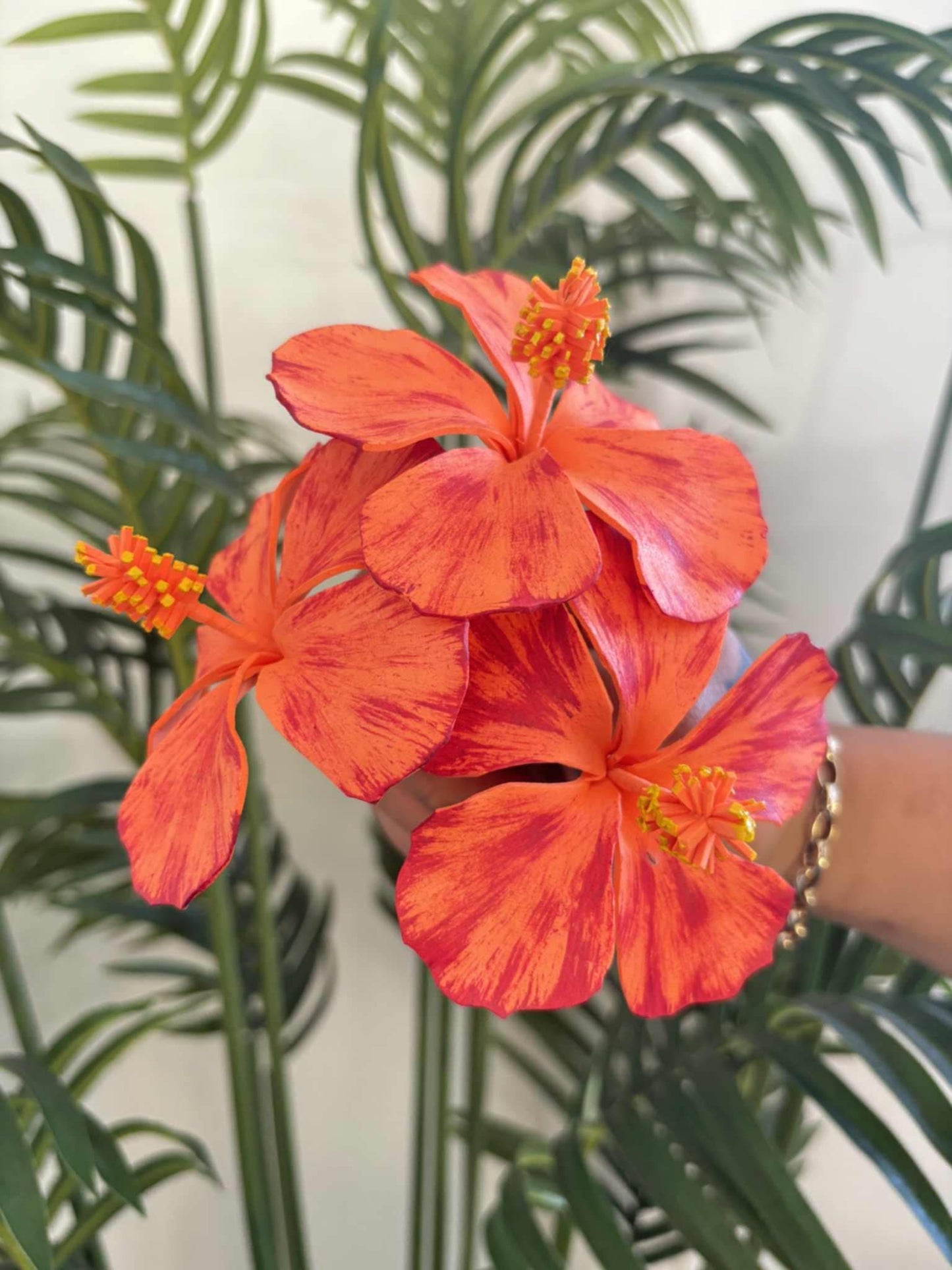Hibiscus sei (medium)