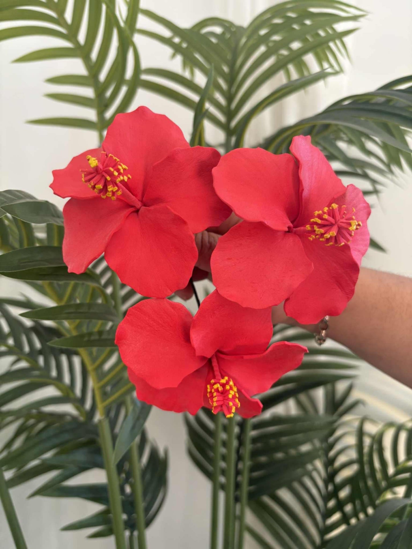 Hibiscus sei (medium)