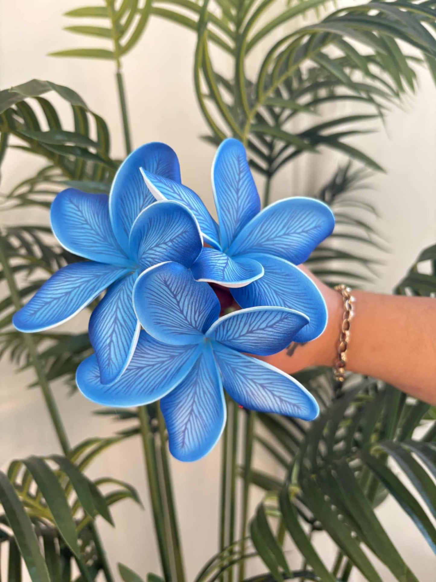 Plumeria sei (medium)