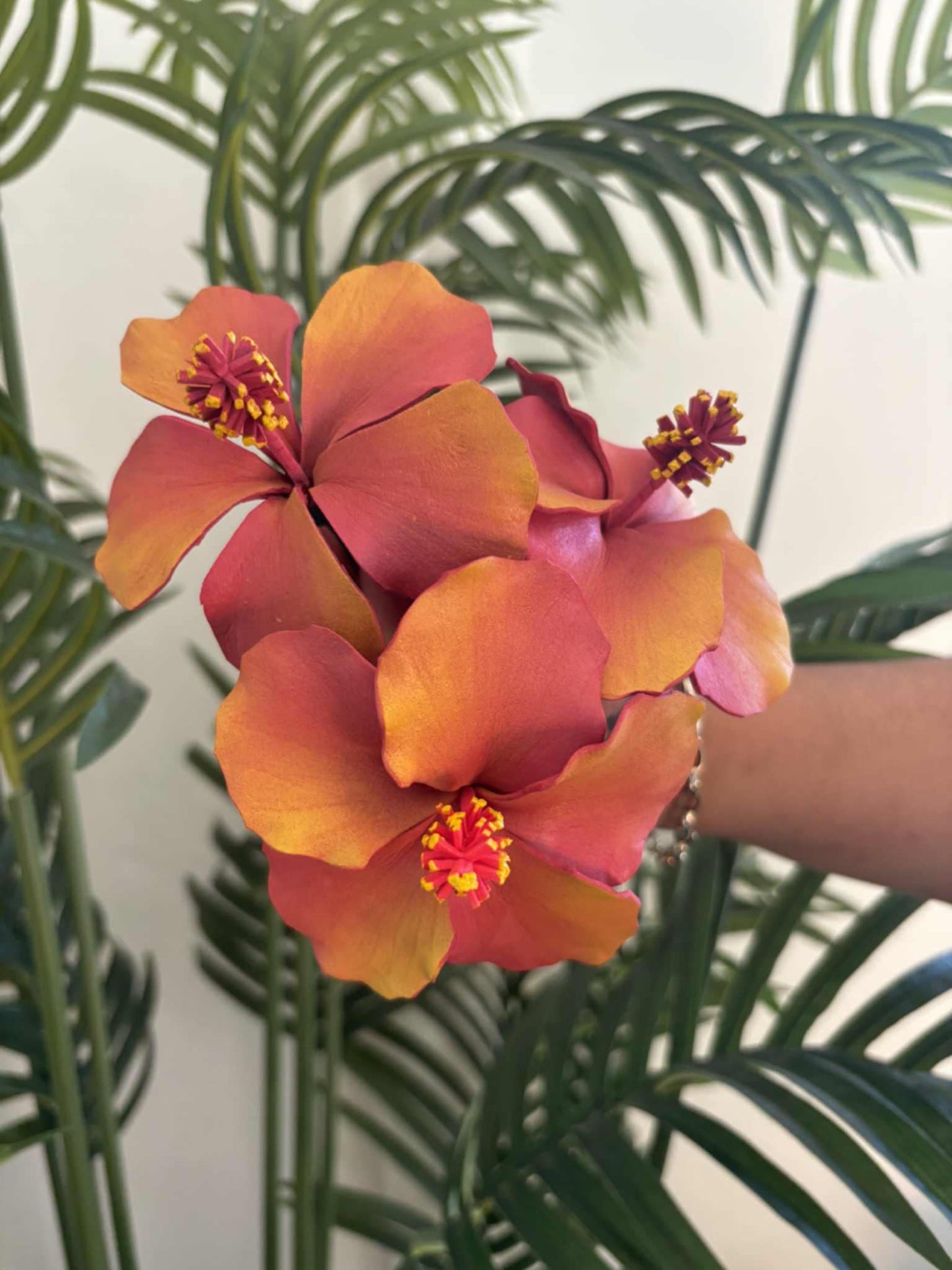 Hibiscus sei (medium)