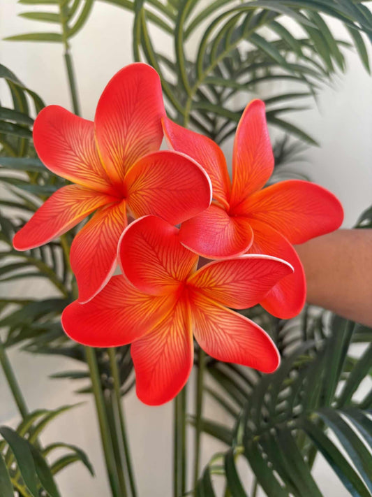 Plumeria sei (medium)