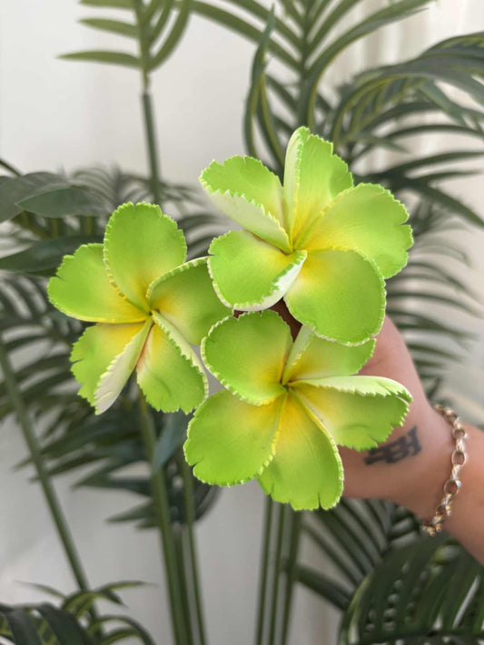 Plumeria sei (small)